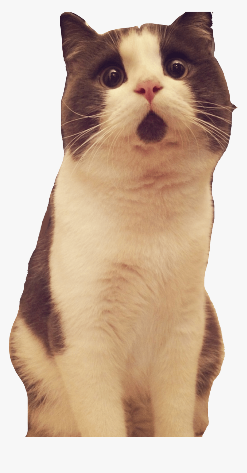 Banye Surprised Cat Looking Up - Surprised Cat Transparent Background, HD Png Download, Free Download