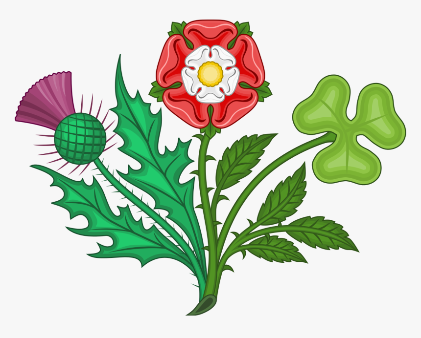 Kingdom symbols. Роза Тюдоров символ Англии. Роза Тюдоров растение. Символы Великобритании роза чертополох Клевер Нарцисс. Символ Англии чертополох.