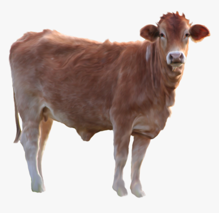 Vaca Animales - Cow Png, Transparent Png, Free Download