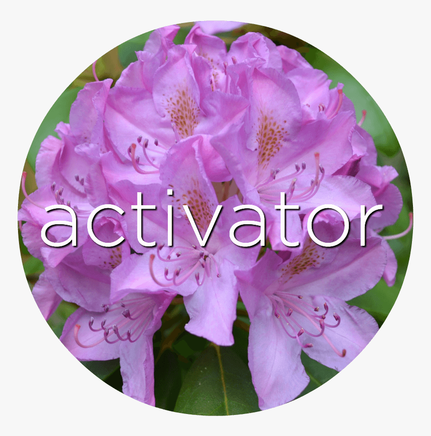 Activator Red Clover Flower Essence - Orchids Of The Philippines, HD Png Download, Free Download