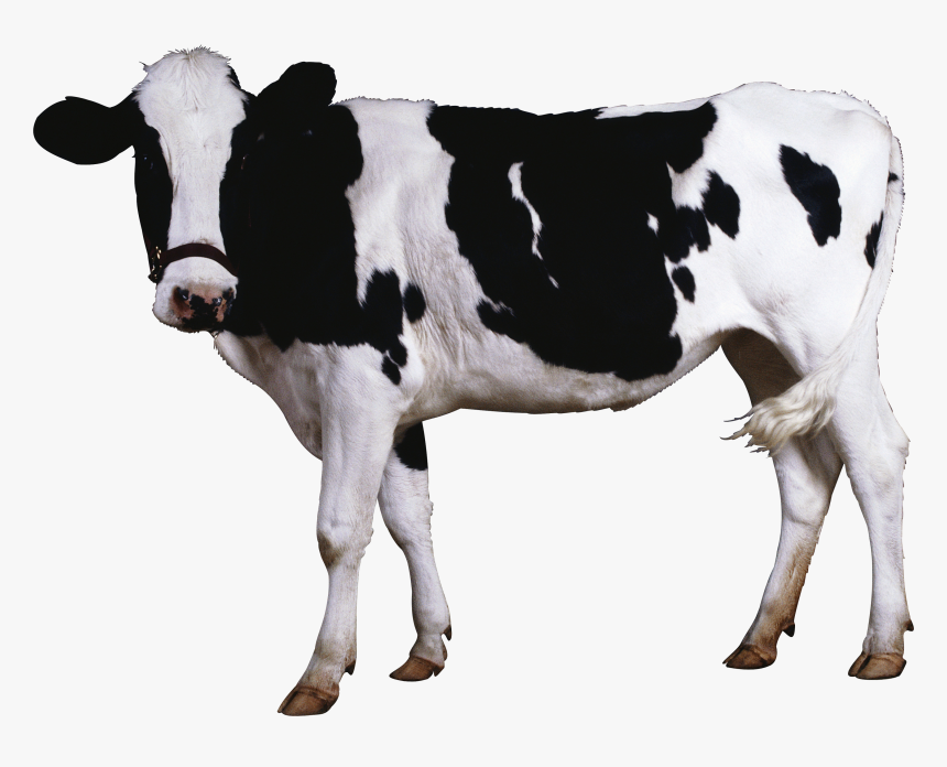 Cow Transparent, HD Png Download, Free Download