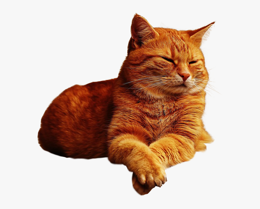 Ginger Cat Lazing Png Image Transparent Background - Orange Tabby Cat Transparent Background, Png Download, Free Download