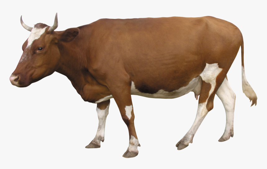 Transparent Background Cow Png - Cow Hd Picture With White Background, Png Download, Free Download