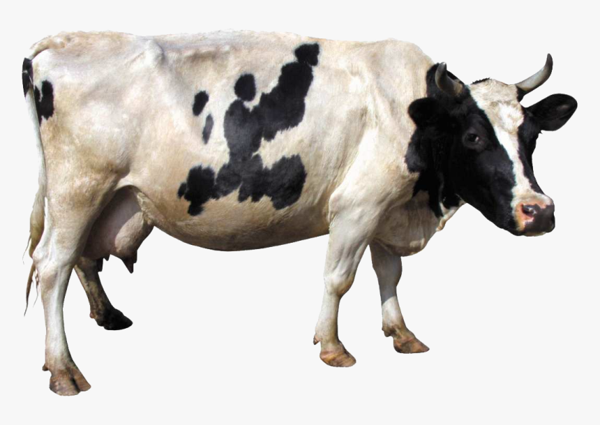 Cow Transparent Png, Png Download, Free Download