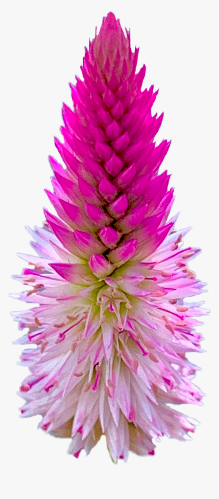 Pink Quill, HD Png Download, Free Download