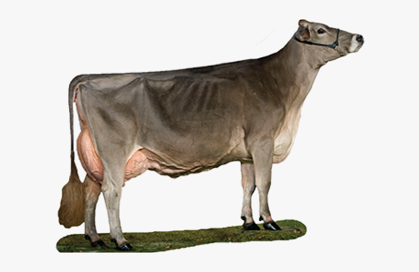 Transparent Cute Brown Cow Clipart - Cattle, HD Png Download, Free Download