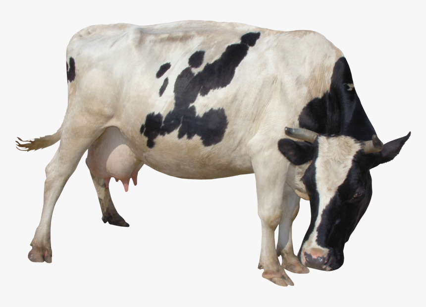 Cow Png - Корова Пнг, Transparent Png, Free Download