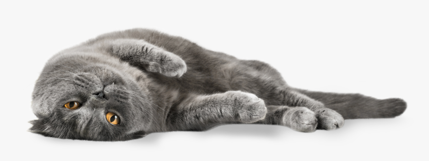 Lazy Gray Cat - Cat Laying Transparent Background, HD Png Download ...