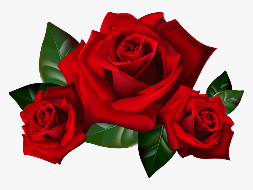 Rose Png, Transparent Png, Free Download