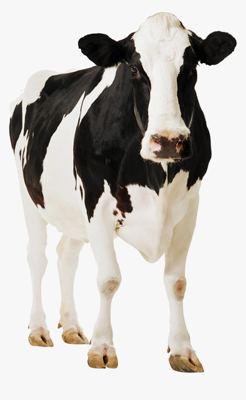 Terneros Y Vacas - Cow Png, Transparent Png, Free Download