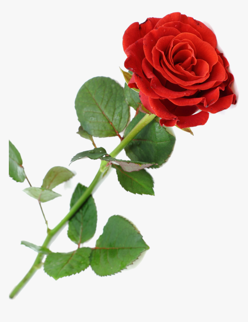 Clip Art Rosa Vermelha Png - Single Red Rose For Funeral, Transparent Png, Free Download