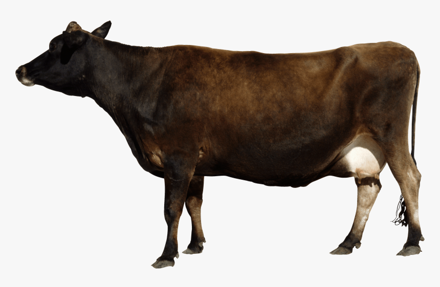 Kundhi Buffalo In Pakistan, HD Png Download, Free Download