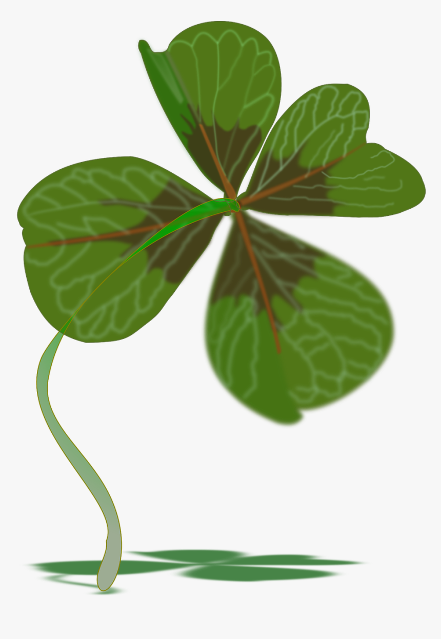 Shamrock,plant Stem,plant - Four-leaf Clover, HD Png Download, Free Download