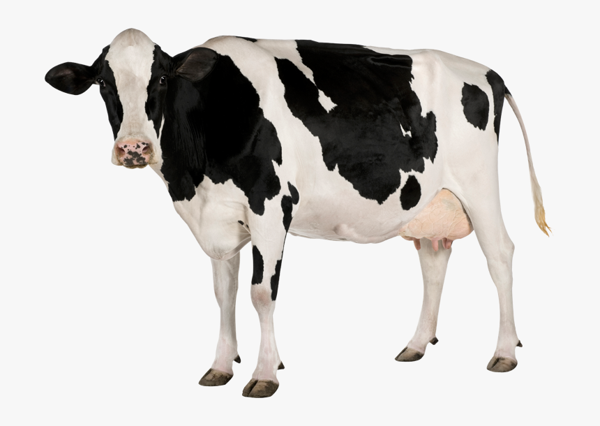 Cow Png - Cow Transparent Background, Png Download, Free Download
