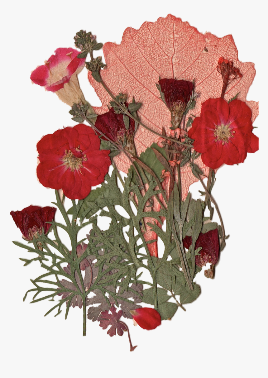 Transparent Pressed Flower Png, Png Download, Free Download