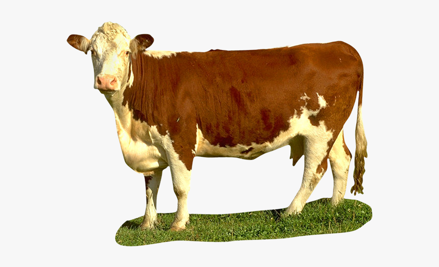 Imagen De Foto De Vaca Png - Beef Cow Transparent, Png Download, Free Download