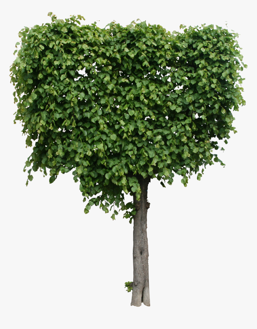 High Qualityflora Png Textures - Tree Png High Quality, Transparent Png, Free Download