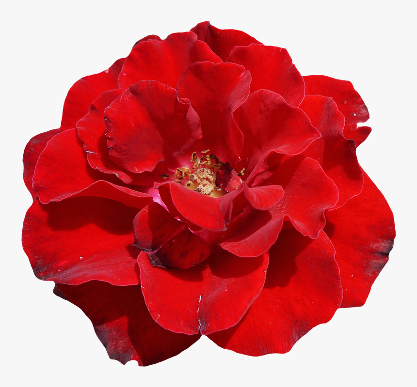 Rose, Red, Blossom, Bloom, Flower, Garden, Beautiful - Red Blossom Png, Transparent Png, Free Download