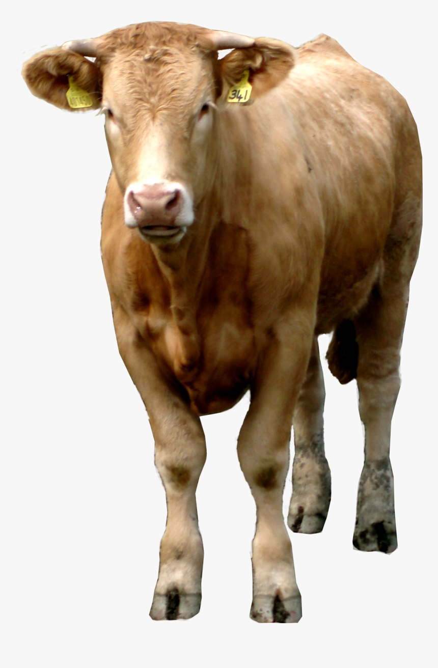 Transparent Cow Head Png - Beef Cow Transparent, Png Download, Free Download