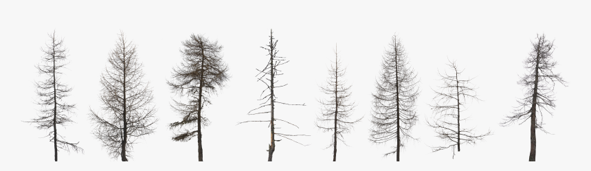 Preview - American Larch, HD Png Download, Free Download