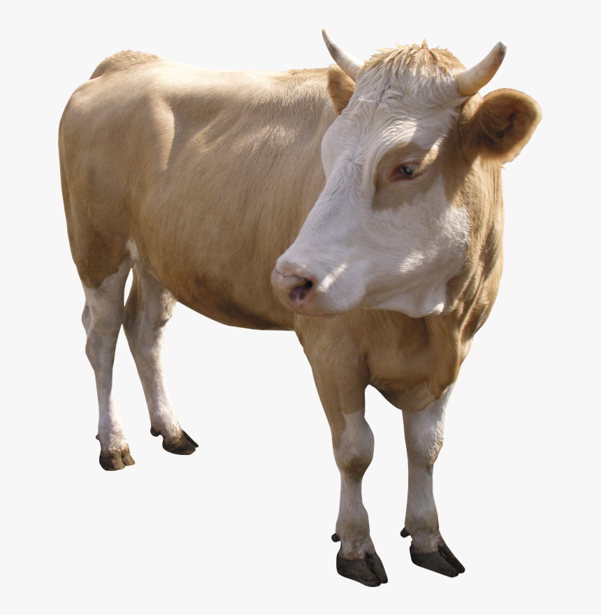 Vaca Png, Transparent Png, Free Download