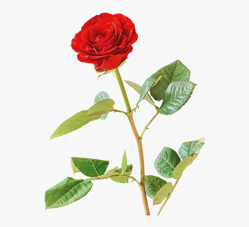 Rosa, Vermelho, Rosa Vermelha, Flor, Isolado - Czerwona Róża Png, Transparent Png, Free Download