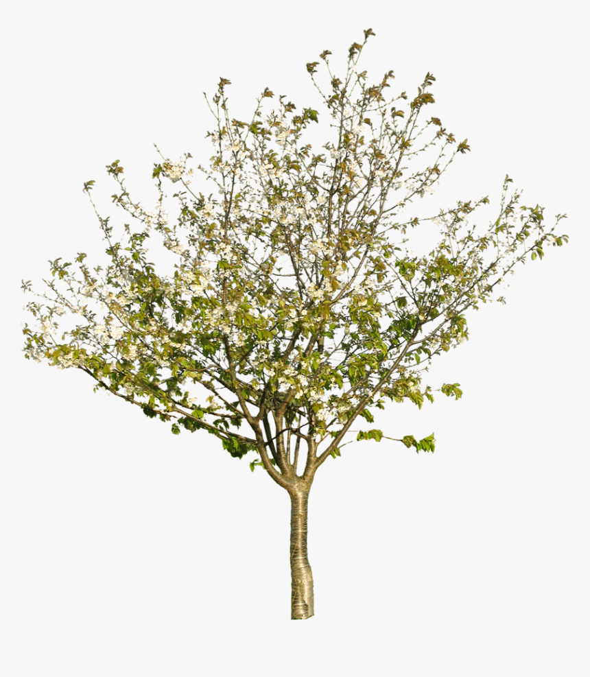 Tree Texture Png - Tree Branch Texture Png, Transparent Png, Free Download