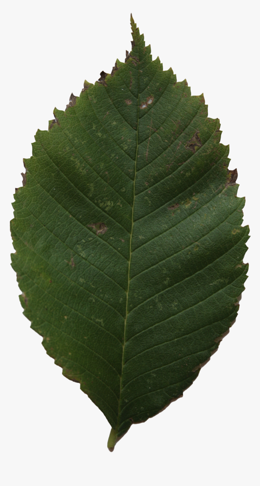 Birch Leaf Transparent, HD Png Download, Free Download