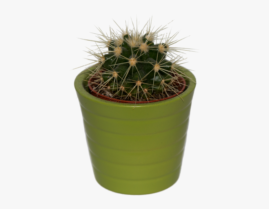 Cactus, Plant, Png, Isolated, Prickly, Green, Spur - Green Aesthetic Moodboard Png, Transparent Png, Free Download