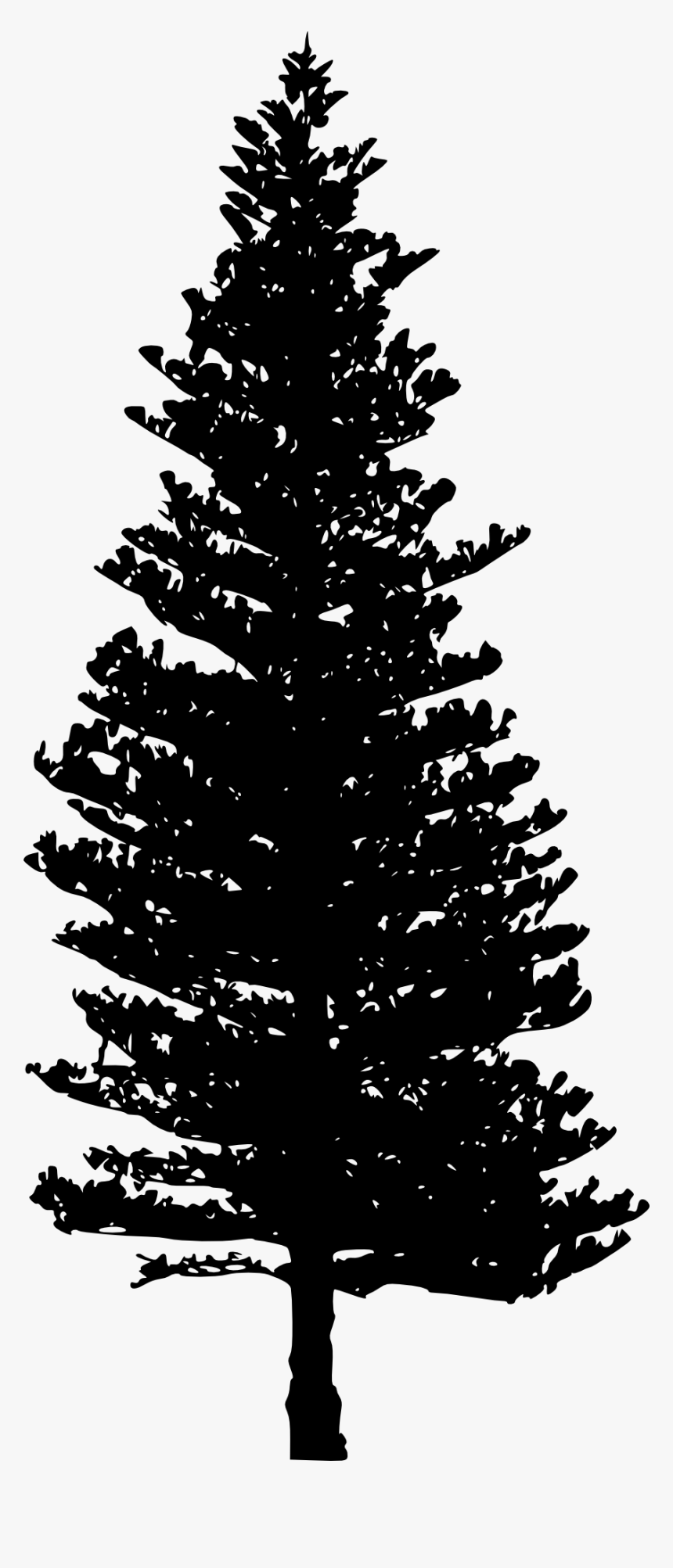 Douglas Fir Tree Silhouette, HD Png Download, Free Download