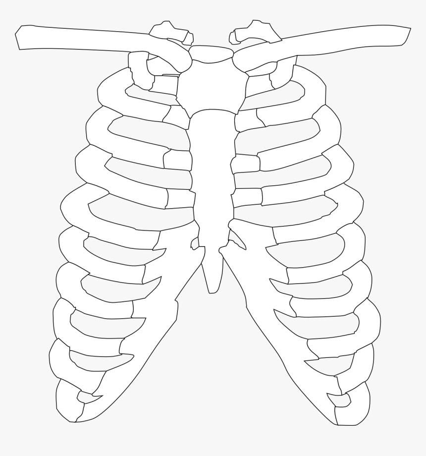 Clipart Of X Ray, HD Png Download, Free Download