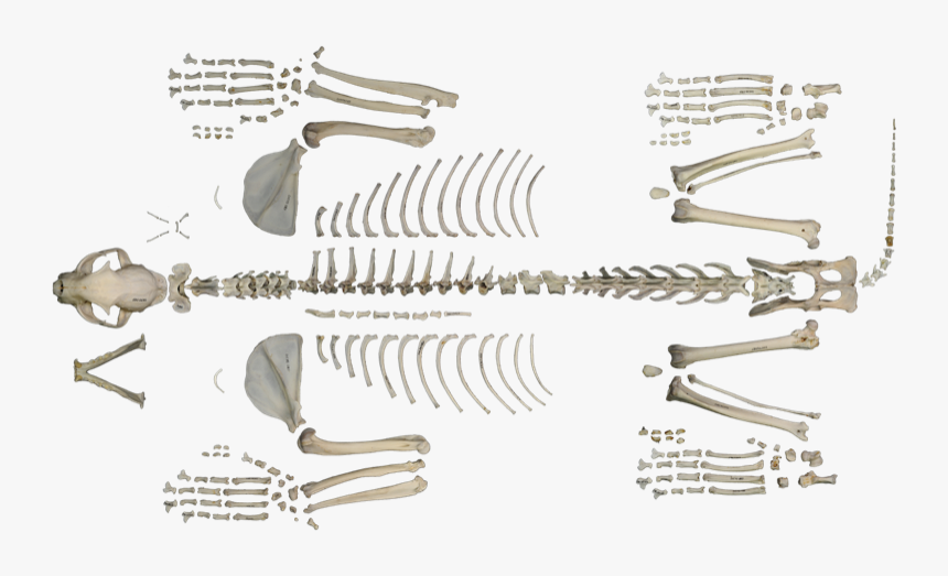 Postcraneal, HD Png Download, Free Download