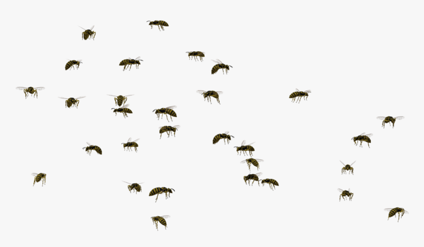 Bee, Insect, Swarm Behaviour, Line, Sky Png Image With - Swarm Of Bees Png, Transparent Png, Free Download