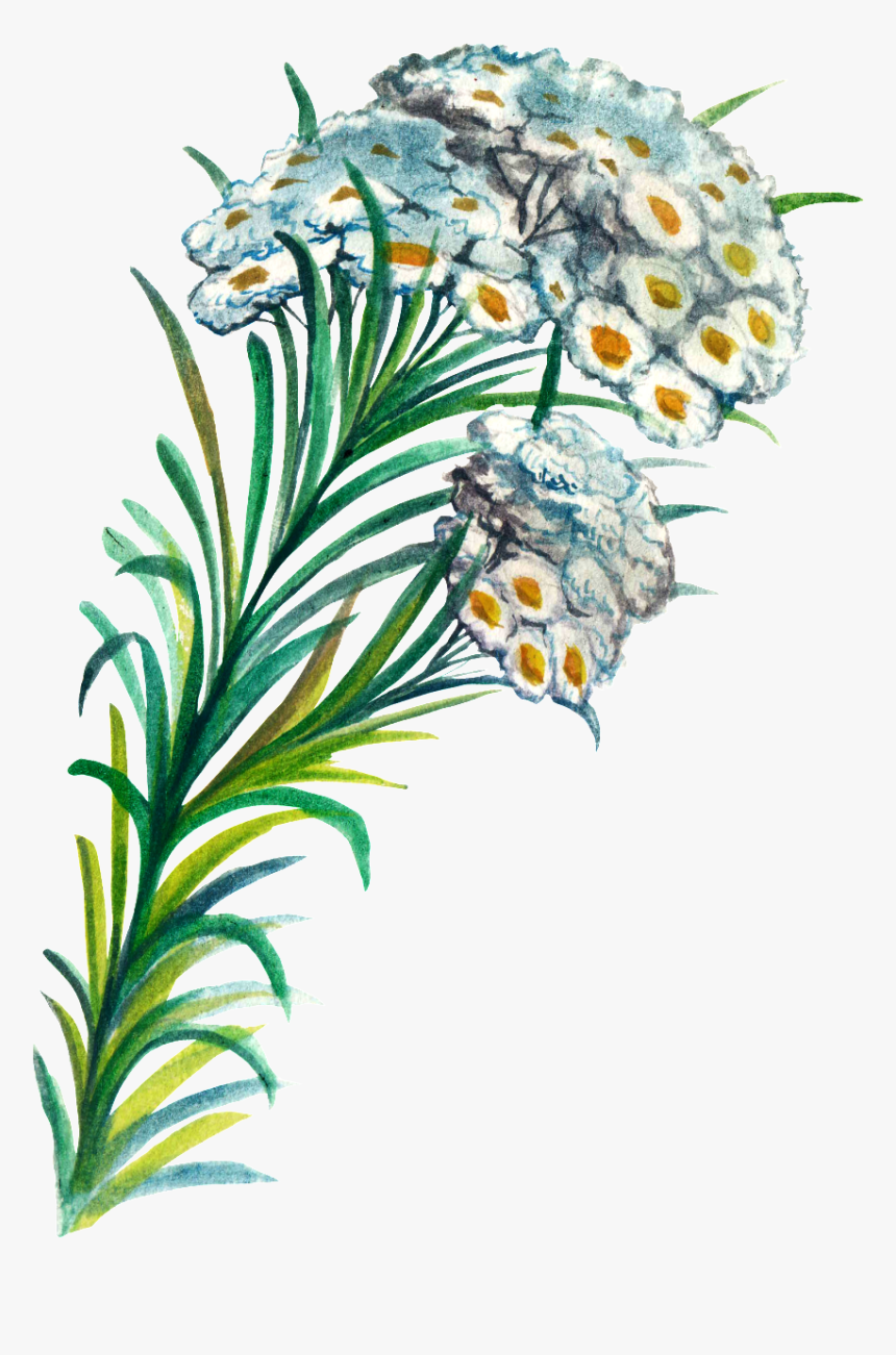 Hand Painted Plant Cartoon Transparent Watercolor Png - Plants Hand Painted Png, Png Download, Free Download