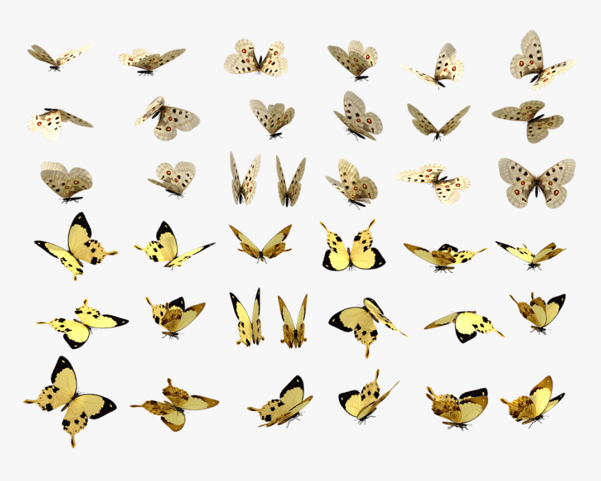 Butterflies, Butterfly, Swarm, Insect, Bug, Pretty - Butterfly Swarm, HD Png Download, Free Download