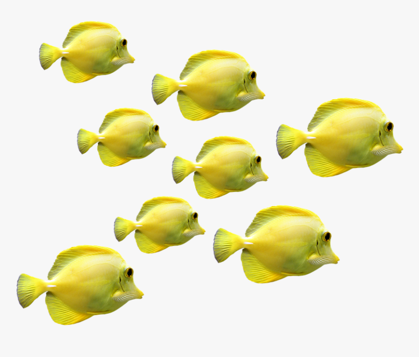 Fish, Fish Swarm, Underwater World, Sea, Meeresbewohner - Tropical Fish School Png, Transparent Png, Free Download