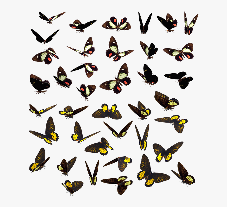 Butterfly, Butterflies, Swarm, Insect, Bug, Spotted - Enjambre Mariposas, HD Png Download, Free Download