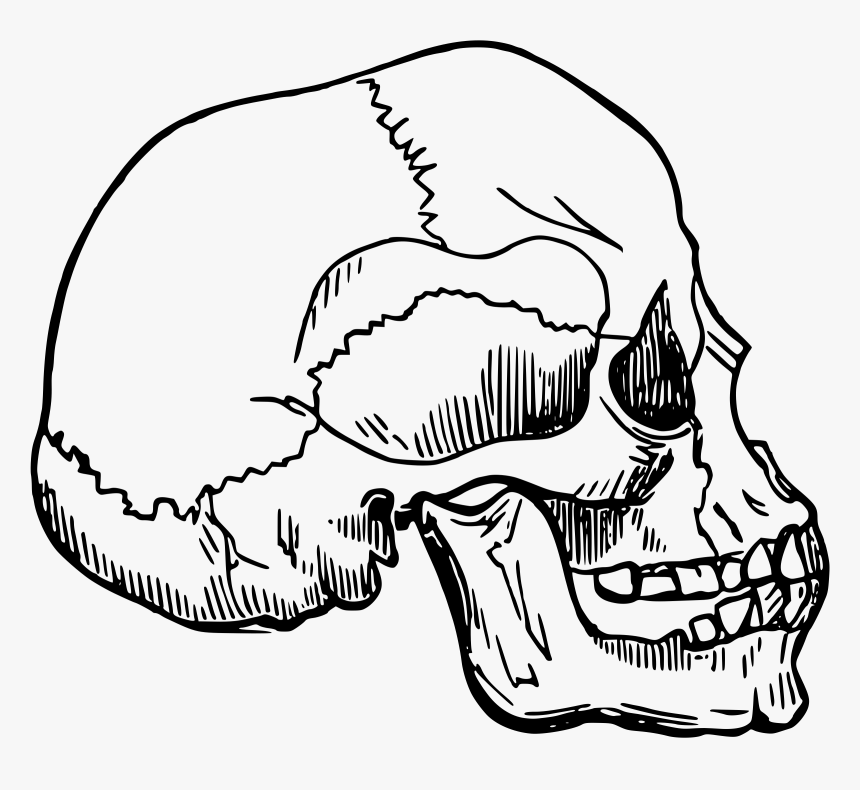 This Free Icons Png Design Of Skull - Homo Sapien Skull Drawing, Transparent Png, Free Download
