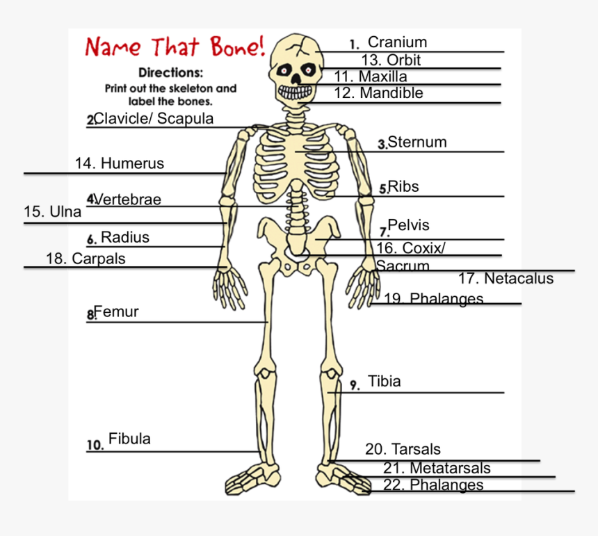 Dibujo Del Esqueleto Hidrostático , Png Download - Bones Fuse As You Grow, Transparent Png, Free Download
