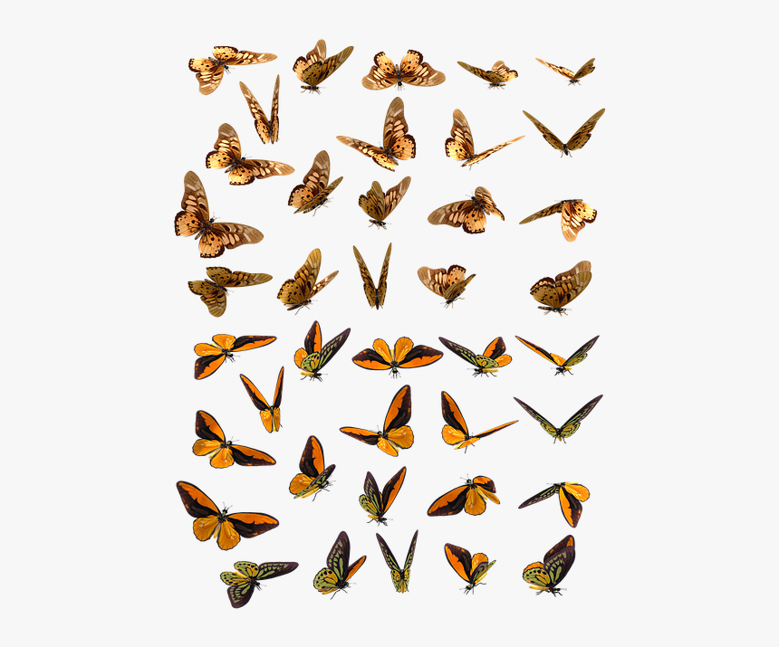 Butterfly, Butterflies, Insect, Swarm, Orange, Brown - Butterfly Swarm Png, Transparent Png, Free Download