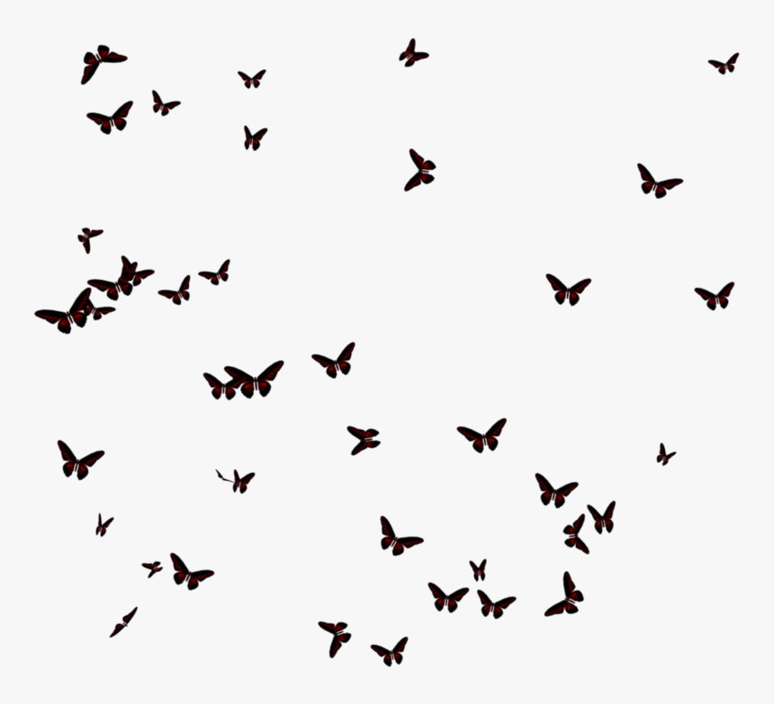 Butterflies Transparent Images - Transparent Black Butterflies Png, Png Download, Free Download