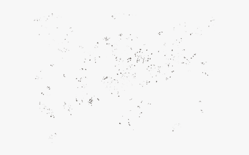 Bird, HD Png Download, Free Download