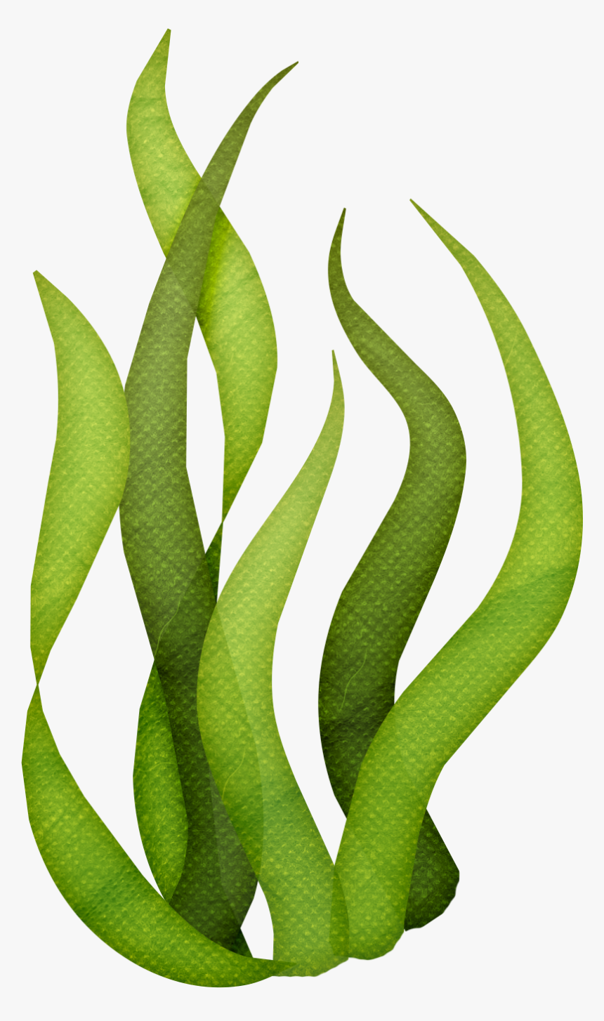 Clip Art Sea Weed Clip Art - Seaweed Png, Transparent Png, Free Download