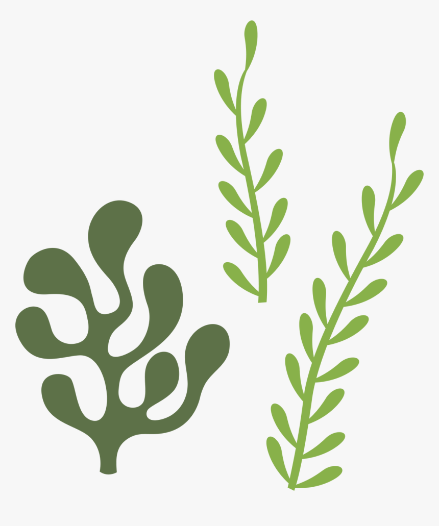 Transparent Seaweed Clipart - Seaweed Svg, HD Png Download, Free Download