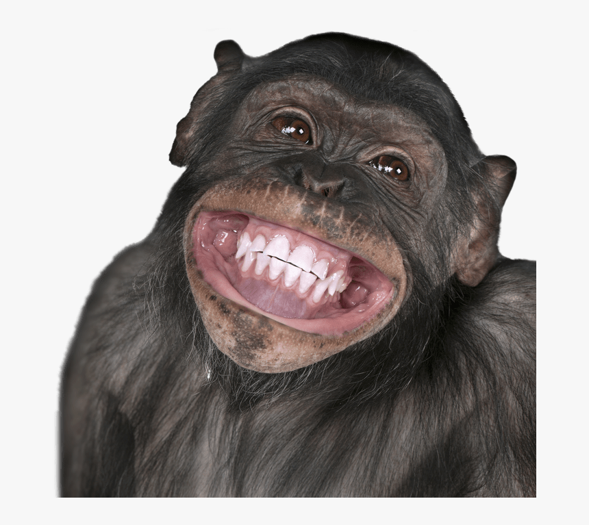 15 Funny Monkey Png For Free On Mbtskoudsalg - Monkey Face Transparent, Png Download, Free Download