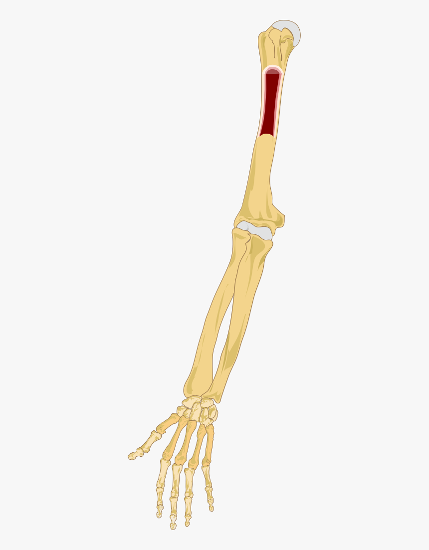 Bone Marrow In Arm, HD Png Download, Free Download