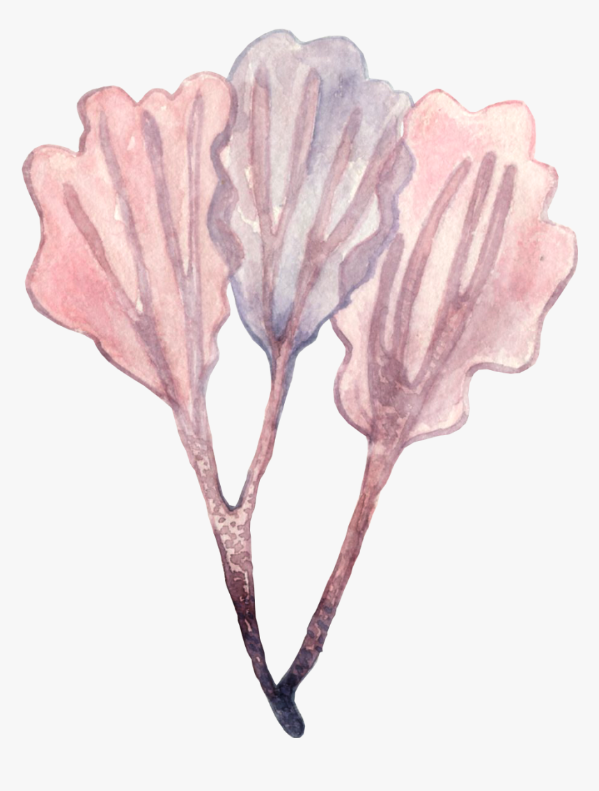 Seaweed Png Illustration, Transparent Png, Free Download
