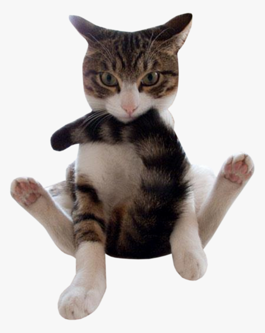 Clip Art Cats Png For - Funny Cat Png Transparent, Png Download, Free Download