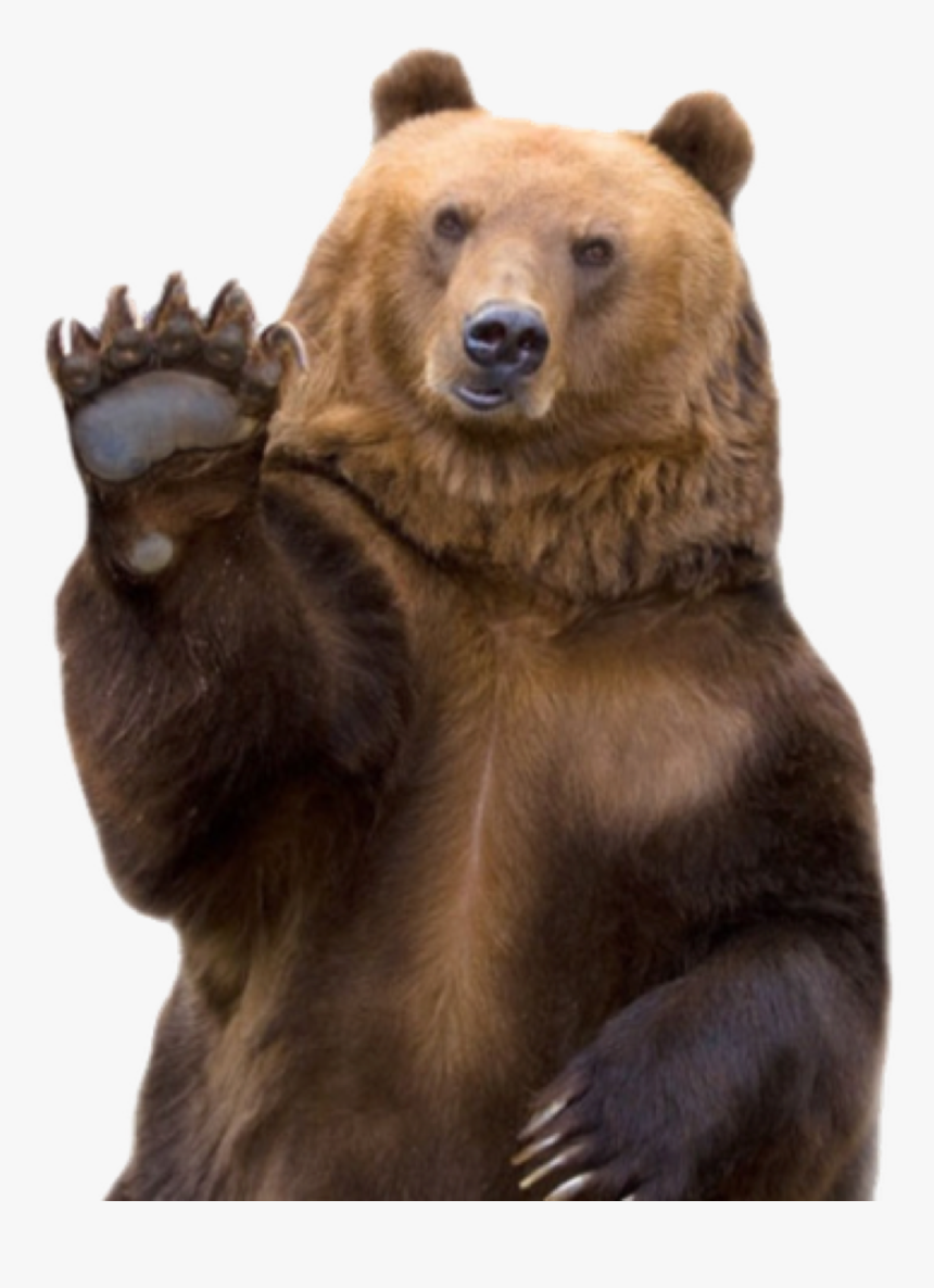 Clip Art Funny Animal Photos - Bear Waving Png, Transparent Png, Free Download