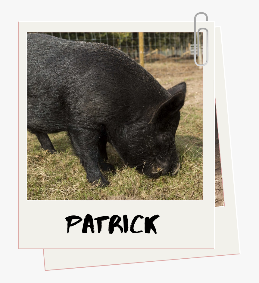 Domestic Pig, HD Png Download, Free Download